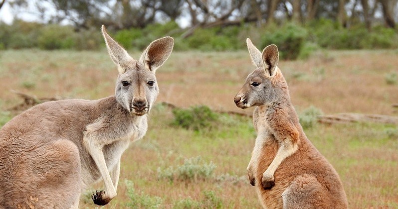 Туры на природу в Австралию и Океанию