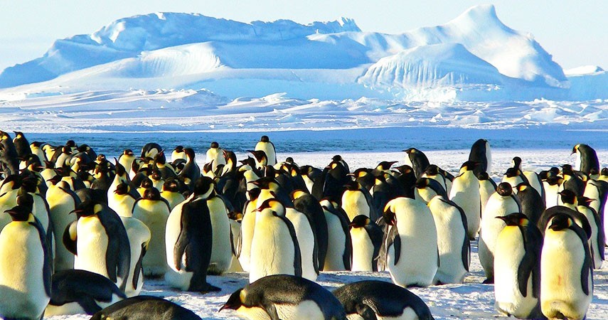VIP туры в Антарктиду в о. Бут